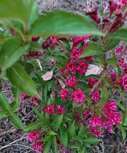 海仙花是什么花
