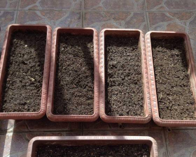 家庭养花用生根粉