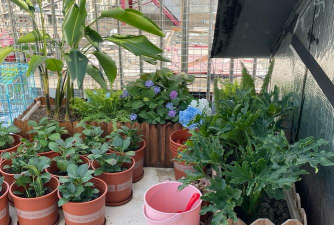 家庭养花用生根粉