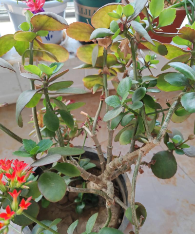 家庭养花用生根粉