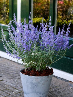 阿尔及利亚养花基础