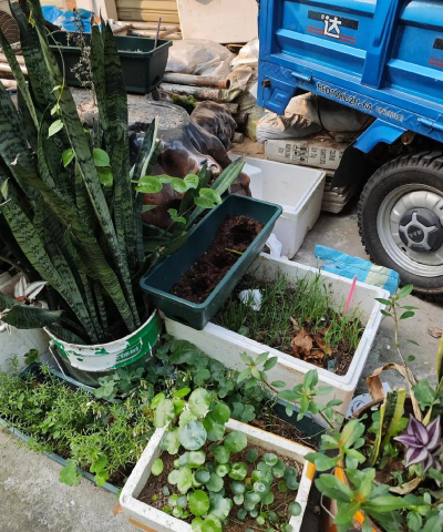 家庭养花用生根粉