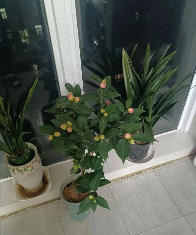 家庭养花用生根粉