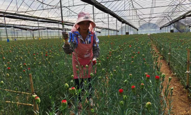 家庭养花用生根粉