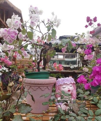 家庭养花用生根粉