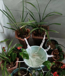 家庭养花用生根粉