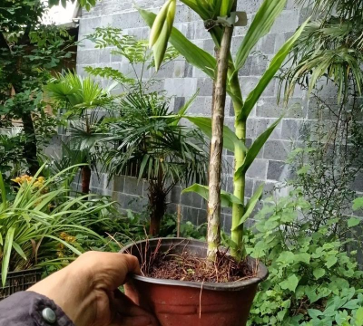 家庭养花用生根粉