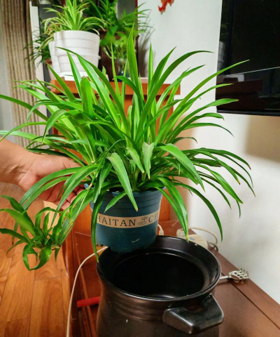 家庭养花用生根粉