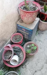 家庭养花用生根粉