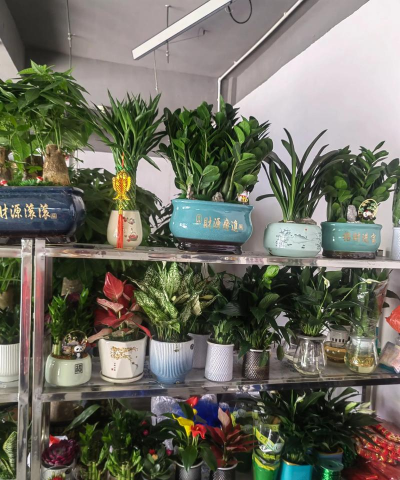 家庭养花用生根粉