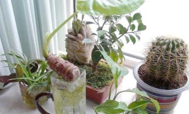 家庭养花用生根粉