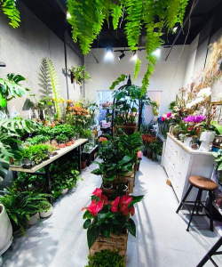 家庭养花用生根粉