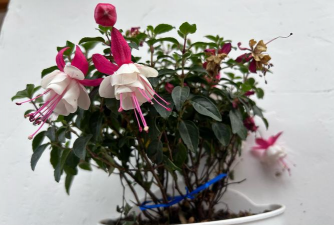 家庭养花用生根粉