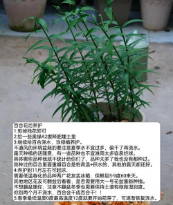 家庭养花用生根粉