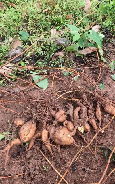 为什么养殖何首乌