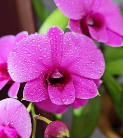 家庭养花用生根粉