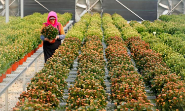 家庭养花用生根粉