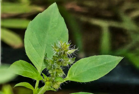 如何区分罗勒和甜罗勒