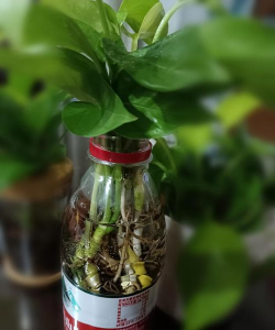 家庭养花用生根粉