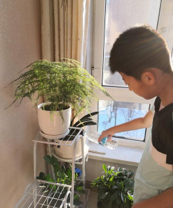 家庭养花用生根粉