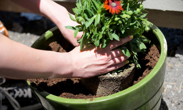 家庭养花用生根粉