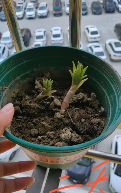 家庭养花用生根粉