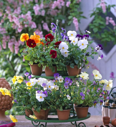 家庭养花用生根粉