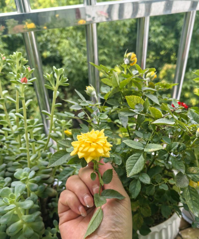 家庭养花用生根粉