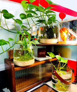 家庭养花用生根粉