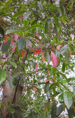 杜英叶子什么气味