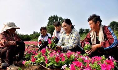 家庭养花用生根粉