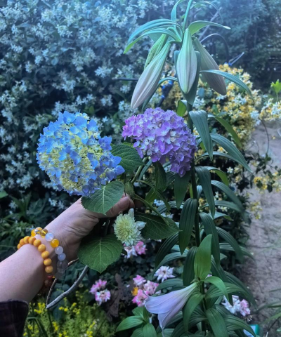 家庭养花用生根粉