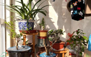 家庭养花用生根粉