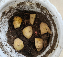 家庭养花用生根粉