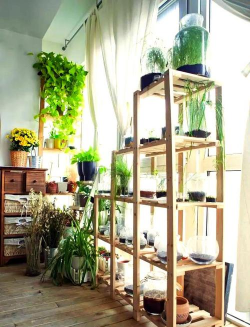 家庭养花用生根粉