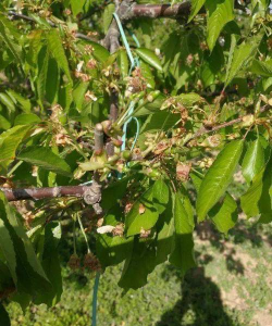 果树早春防霜冻五法