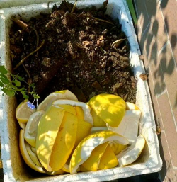 家庭养花用生根粉