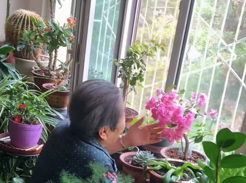 家庭养花用生根粉