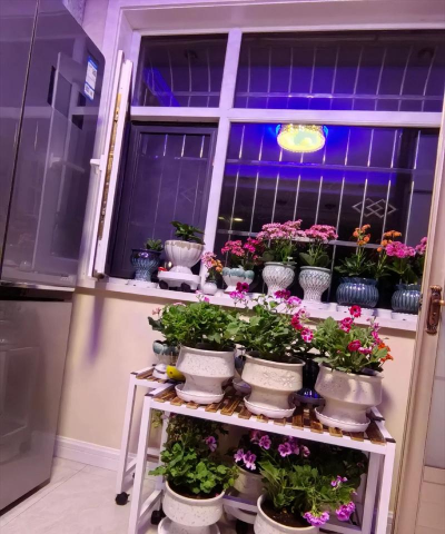 家庭养花用生根粉