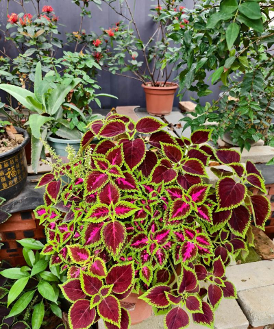 家庭养花用生根粉