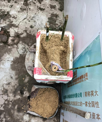 家庭养花用生根粉