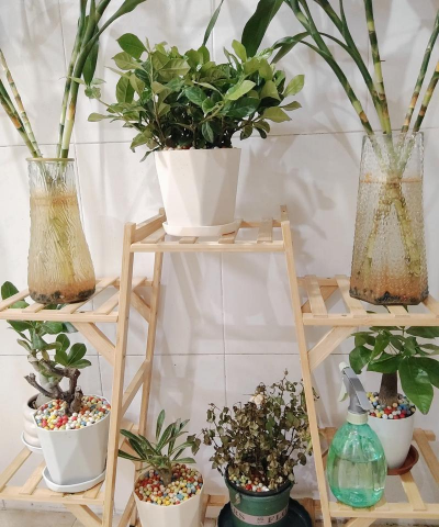 家庭养花用生根粉