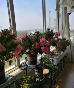 家庭养花用生根粉