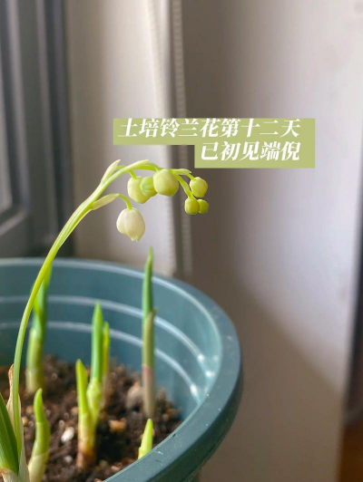 土壤养花铃兰花