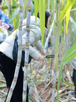 什么时候斩甘蔗