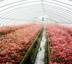 美国红枫种子处理与播种育苗技术