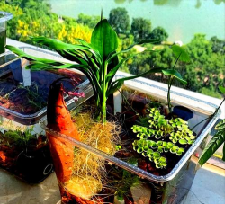 家庭养花用生根粉