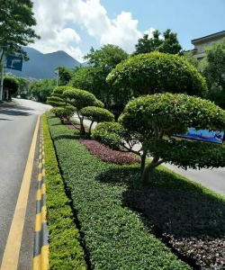 阳山碧桂园养花