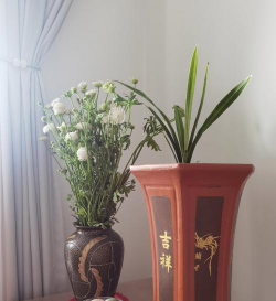 瑞雪杯子养花照片