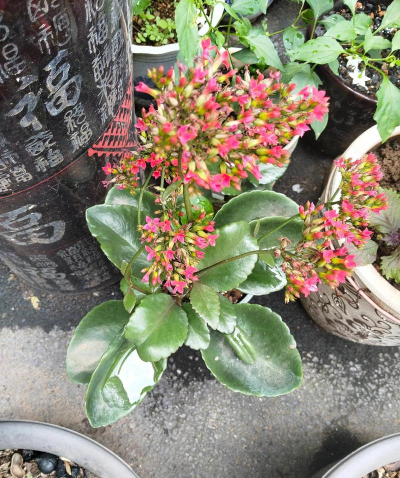 家庭养花用生根粉